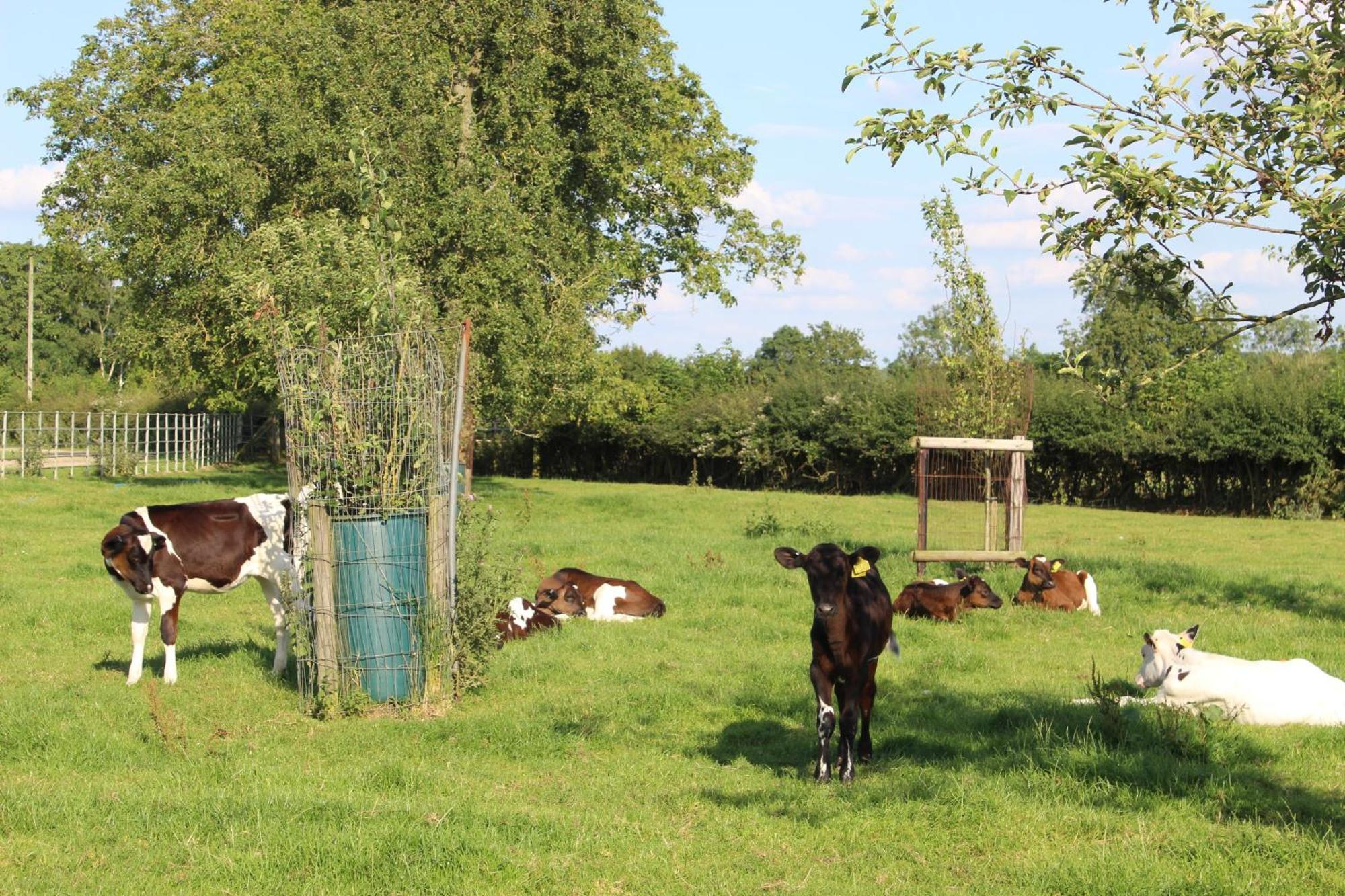 Parkfields Barns Self Catering Accommodation Buckingham Exteriér fotografie