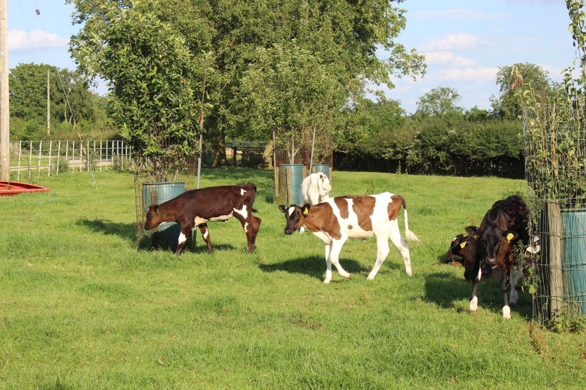 Parkfields Barns Self Catering Accommodation Buckingham Exteriér fotografie